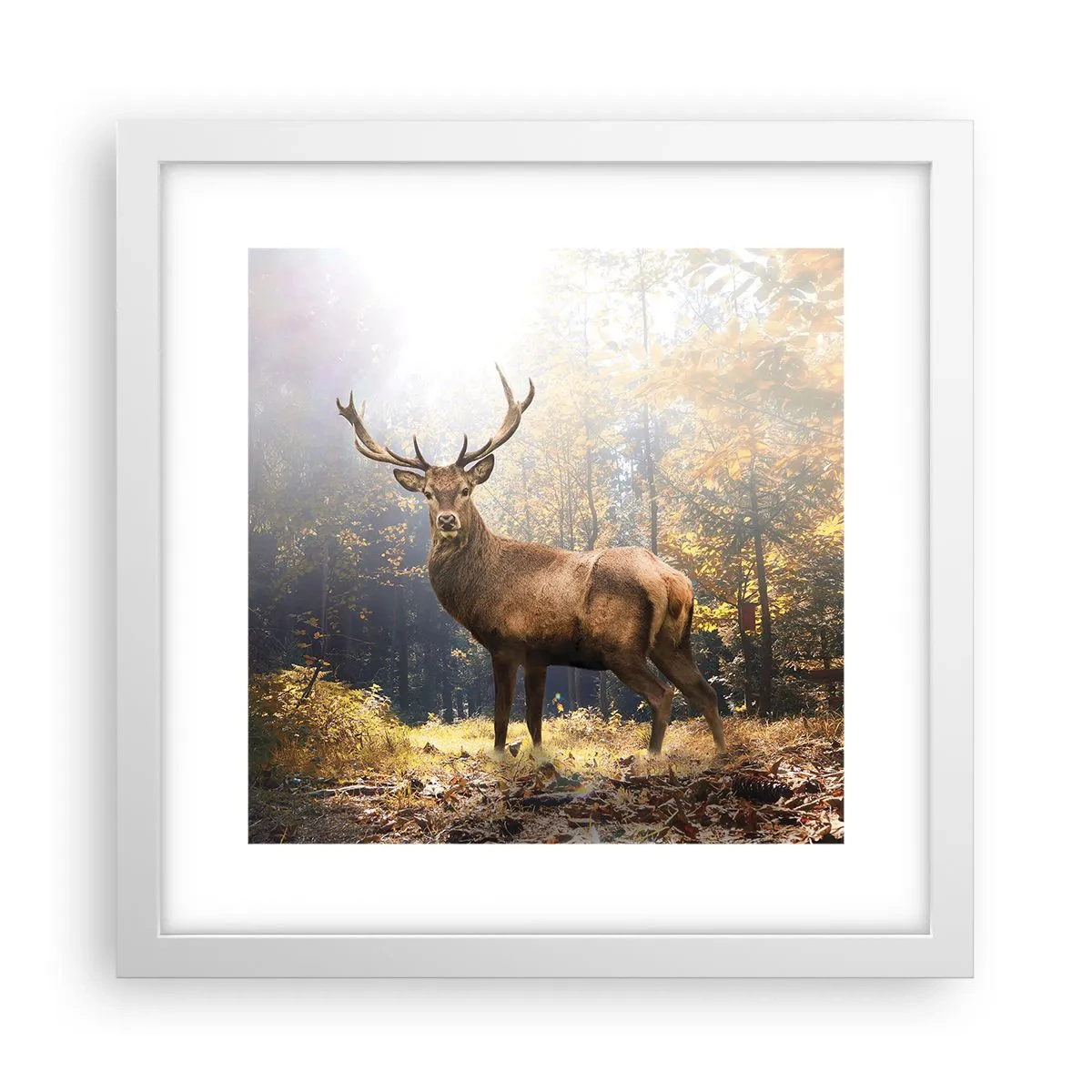 Poster in een witte lijst - In volle majesteit - 30x30 cm