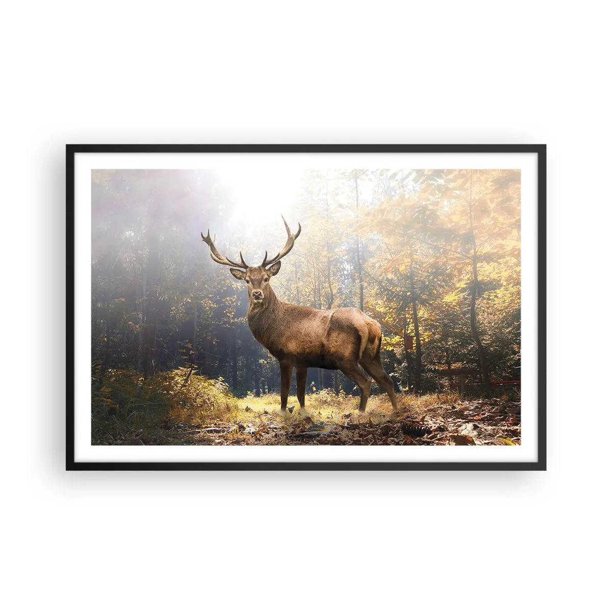 Poster in een zwarte lijst - In volle majesteit - 91x61 cm