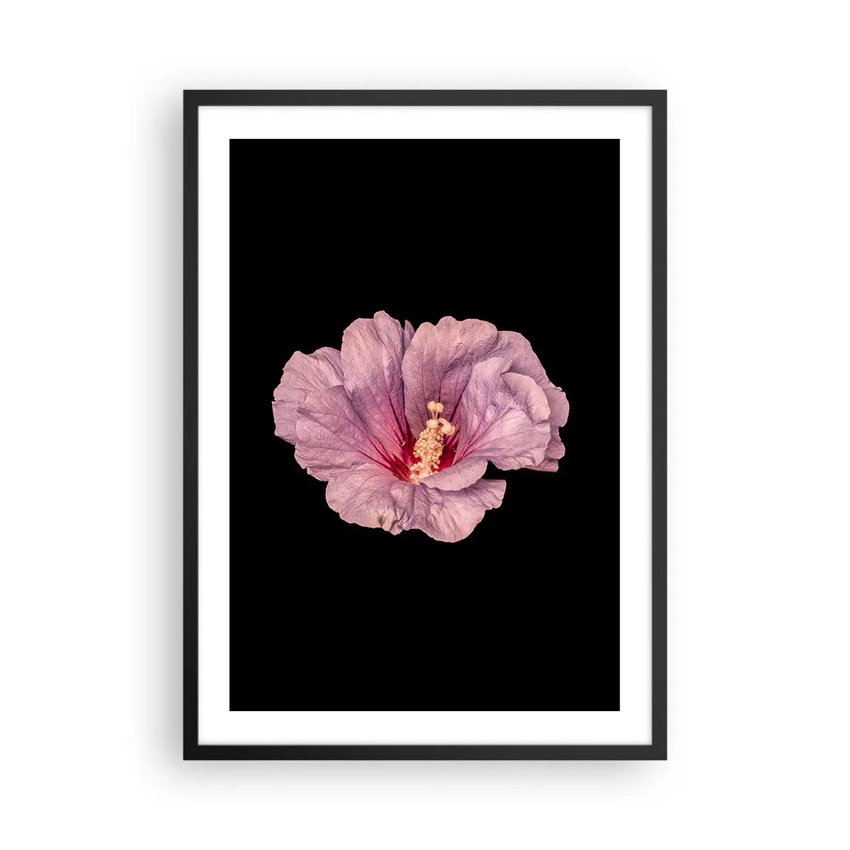 Poster in een zwarte lijst - Delicate roze hibiscusbloem op een zwarte achtergrond - 50x70cm - Recht in het hart - Moderne wanddecoratie voor woonkamer en slaapkamer ARTTOR