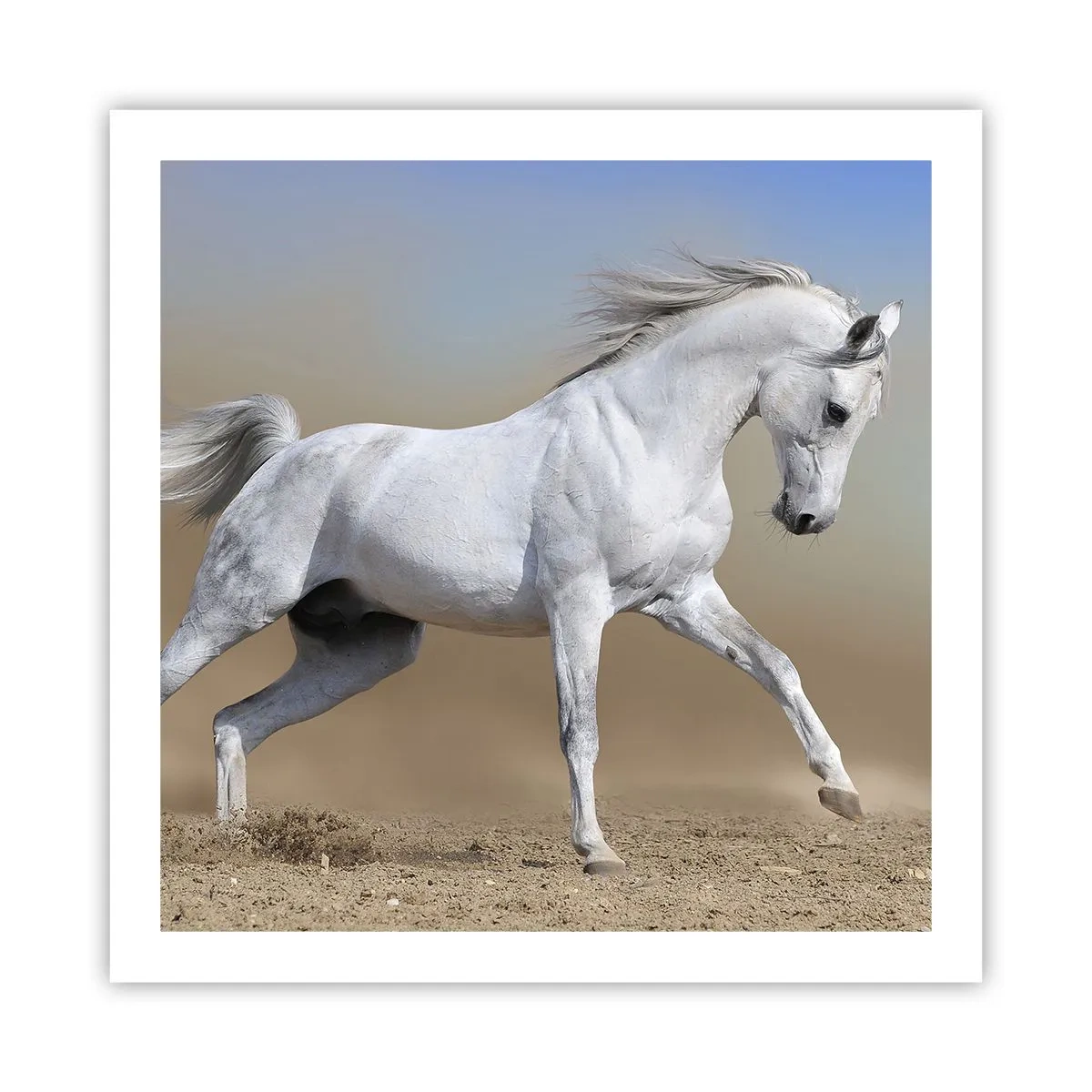 Poster - Het mooiste Arabische sprookje - 60x60 cm