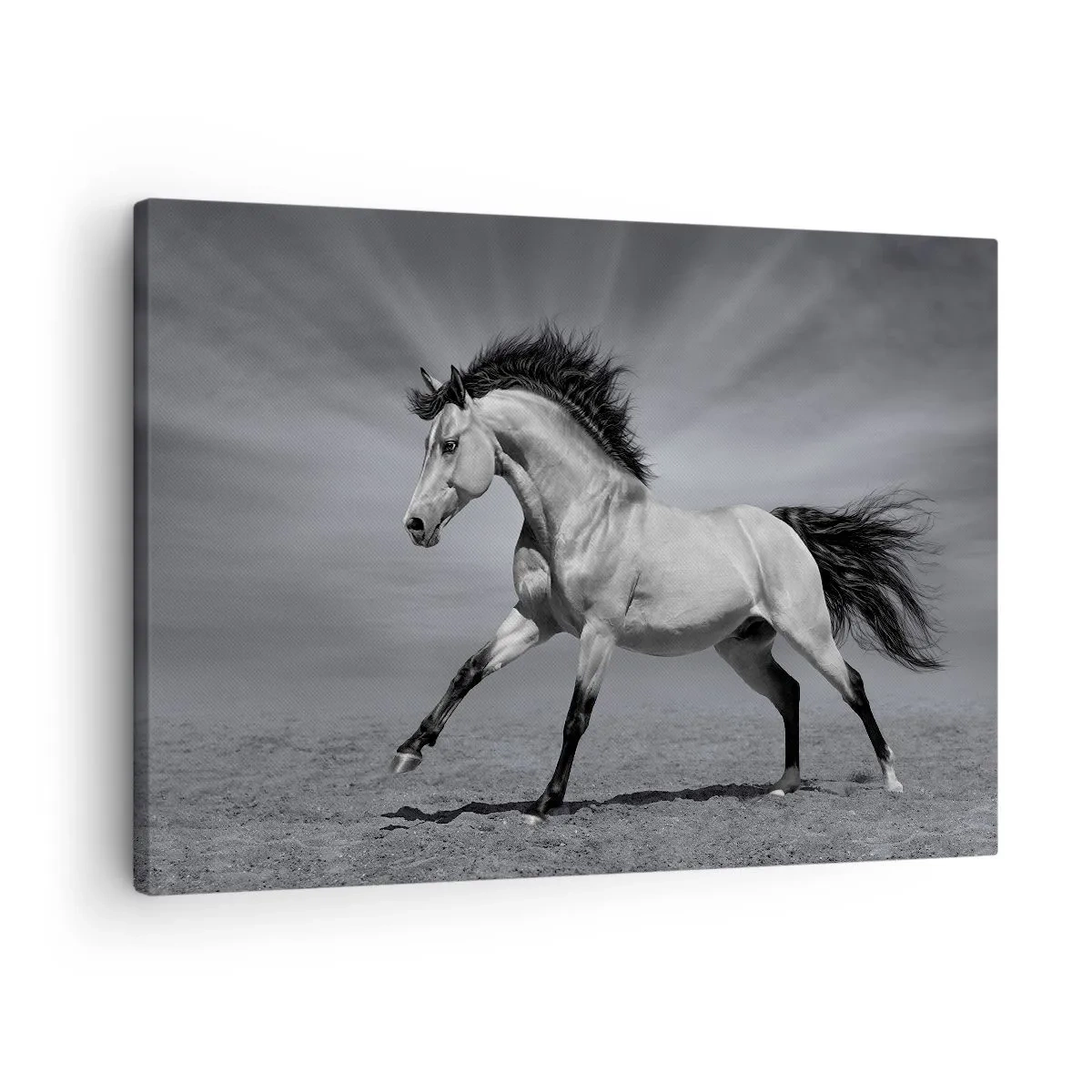 Schilderen op canvas - Een zwart-wit paard in een dynamische houding in de woestijn. - 70x50cm - Geboren om te genieten - Moderne wanddecoratie voor woonkamer en slaapkamer ARTTOR