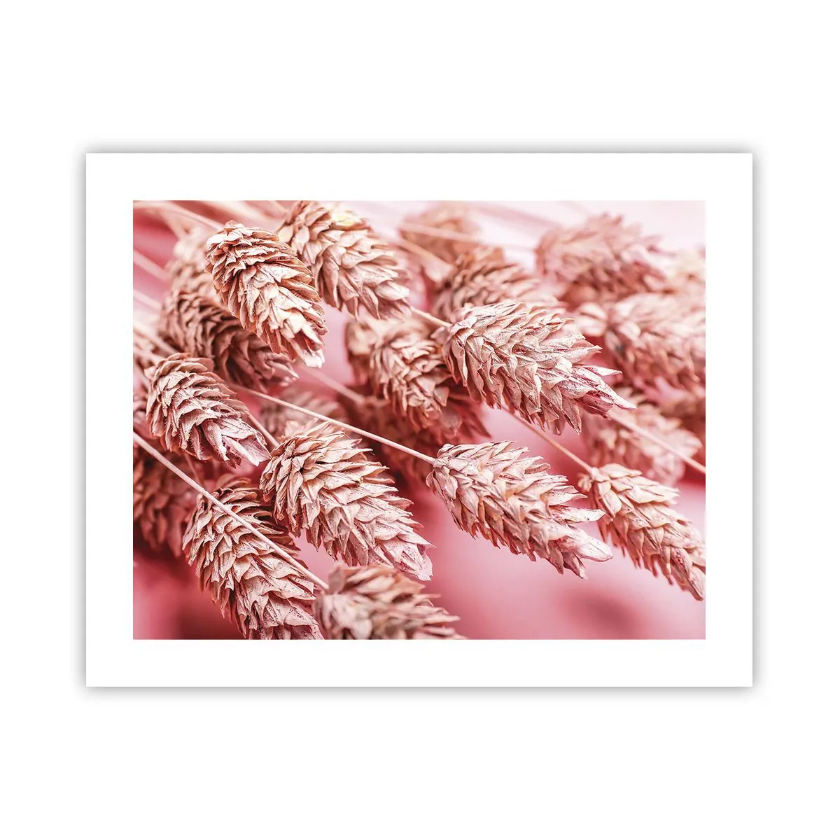 Poster - Een bloemencascade in roze - 50x40 cm