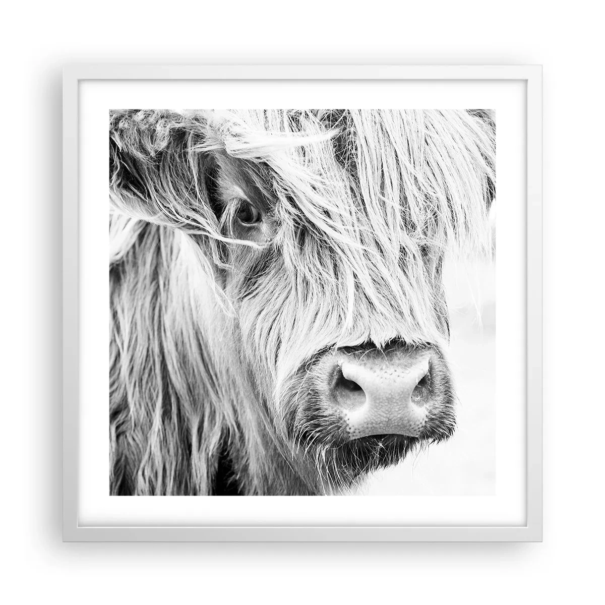 Poster in een witte lijst - Schotse wildheid - 50x50 cm