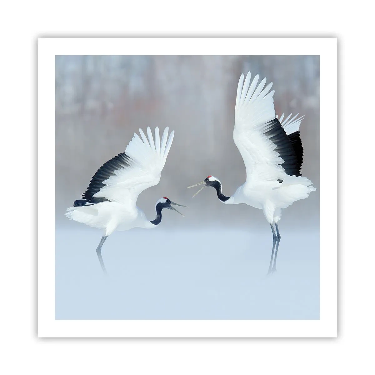 Poster - Dans in de mist - 60x60 cm