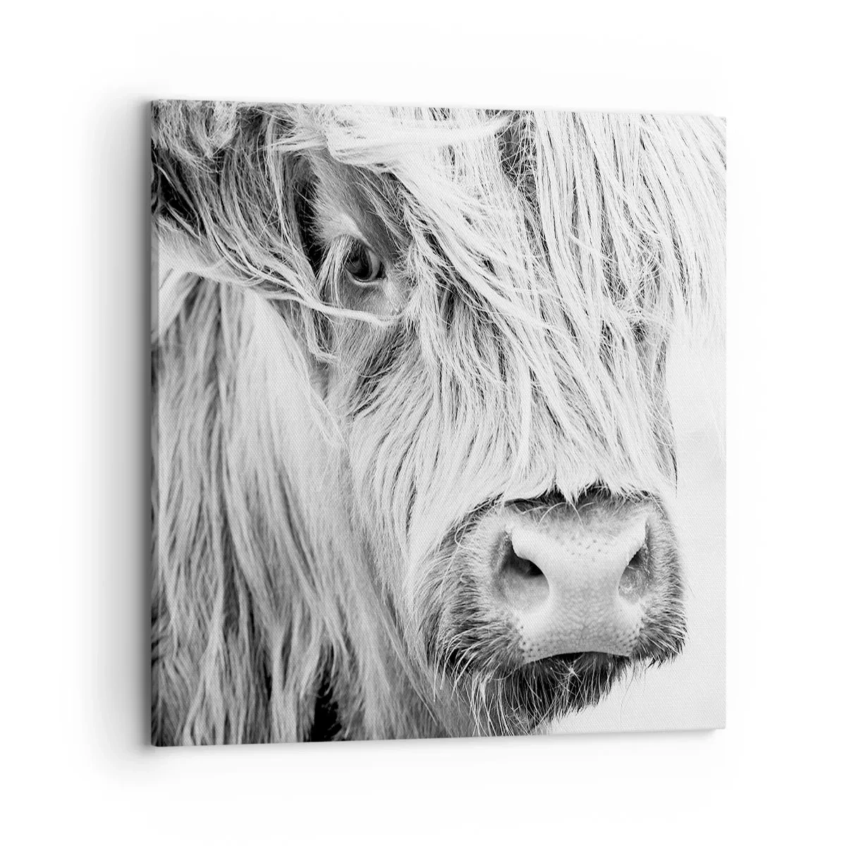 Schilderen op canvas - Schotse wildheid - 70x70 cm