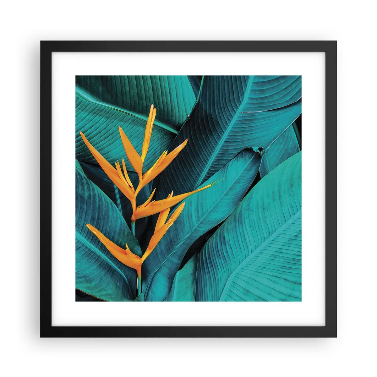 Poster in een zwarte lijst - Eden bloem - 40x40 cm