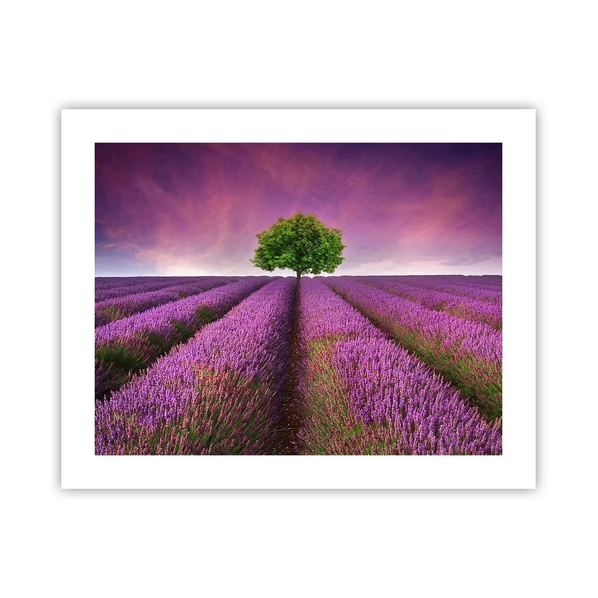 Poster - Op lavendelvelden - 50x40 cm