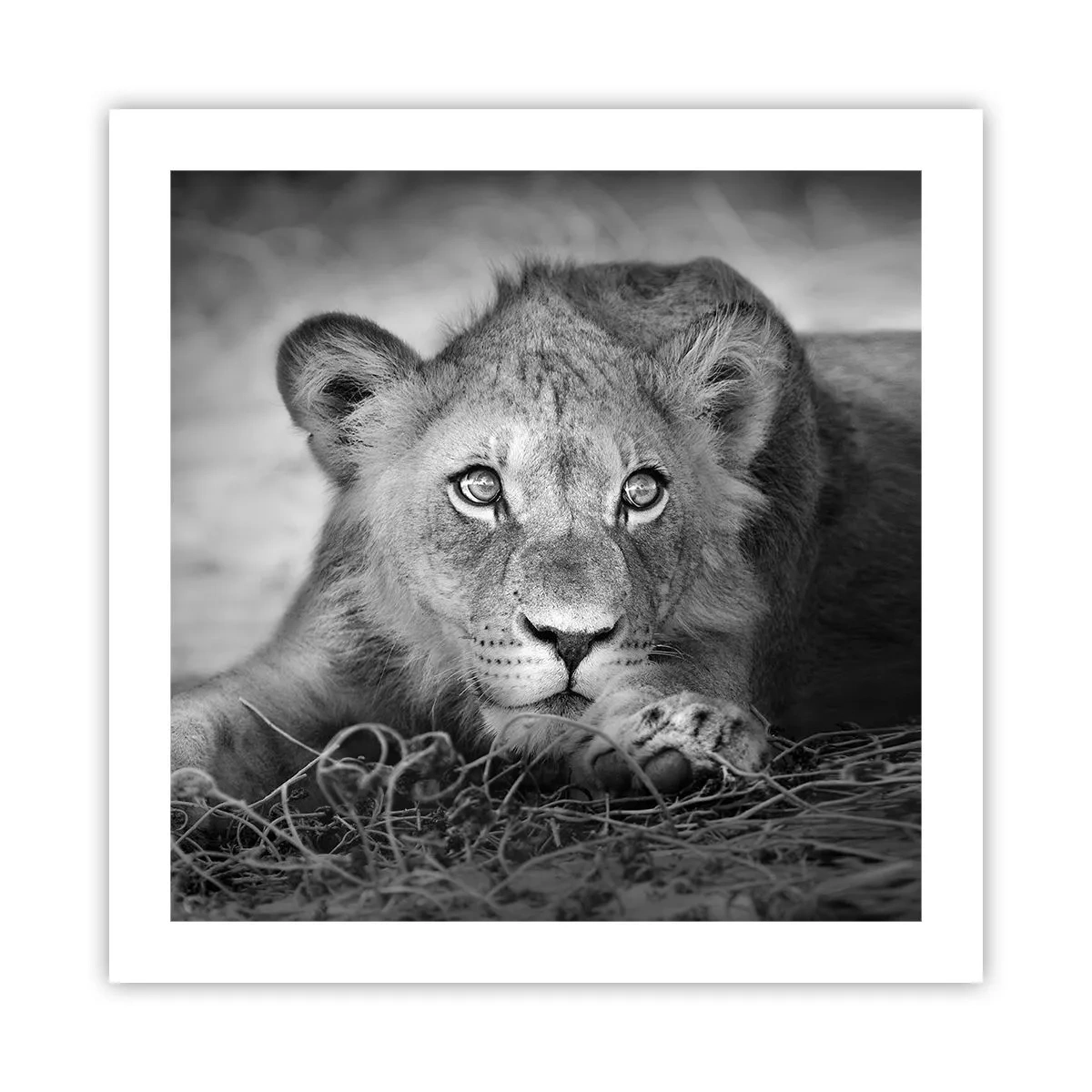 Poster - Koninklijke puppy - 50x50 cm