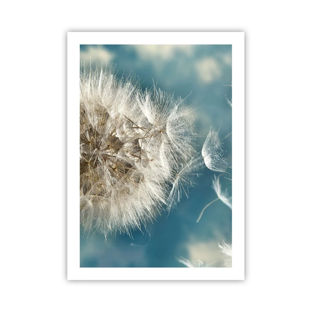 Poster - Engelen adem - 50x70 cm