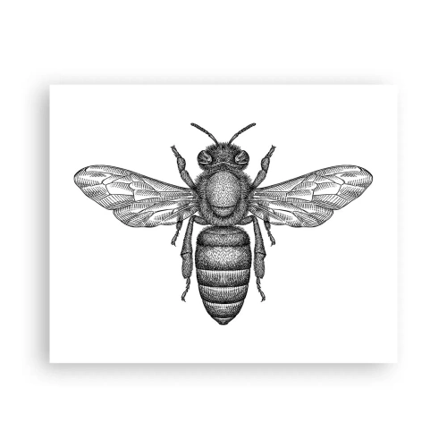 Poster - Insectenportret - 50x40 cm