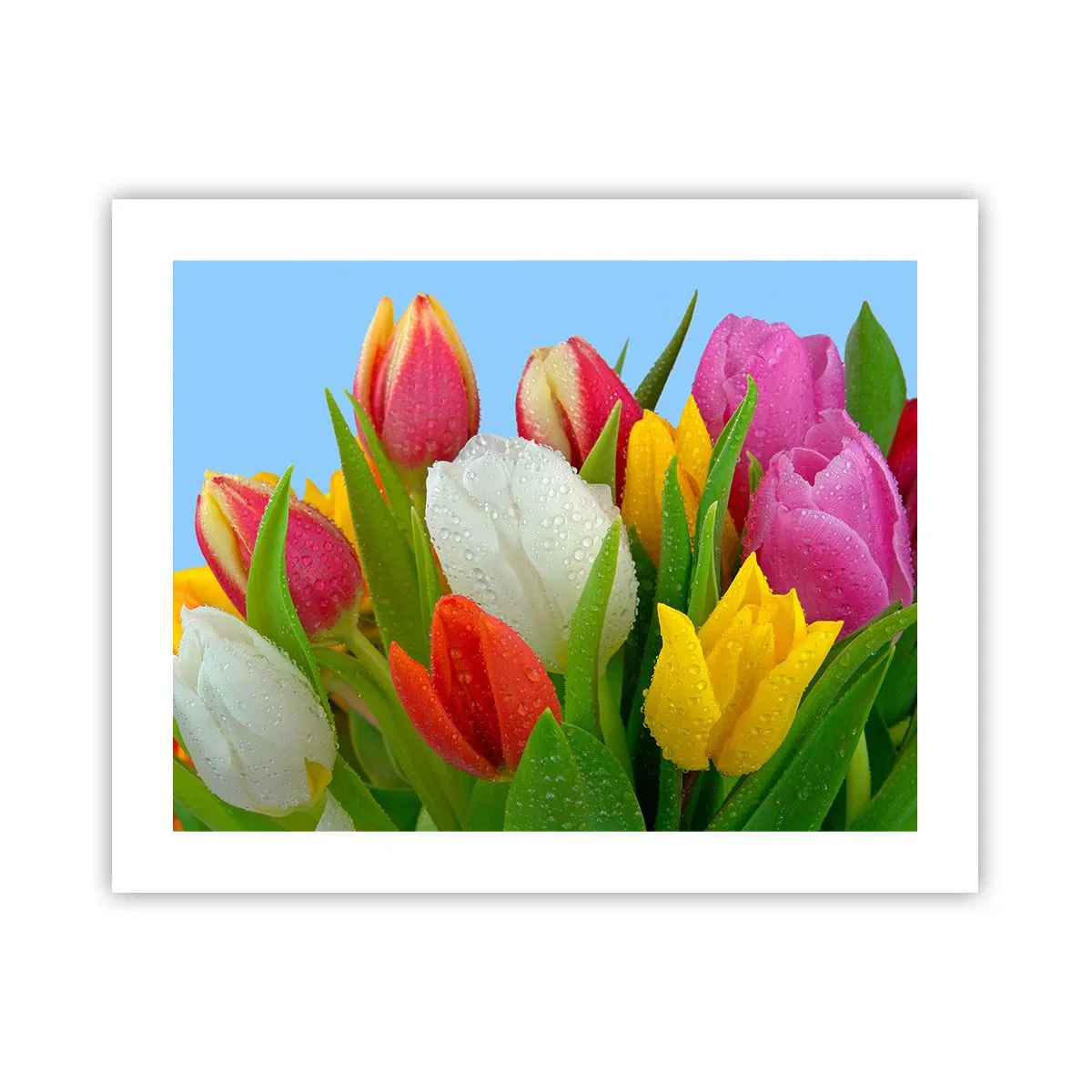 Poster - Een bloemenregenboog in dauwdruppels - 50x40 cm