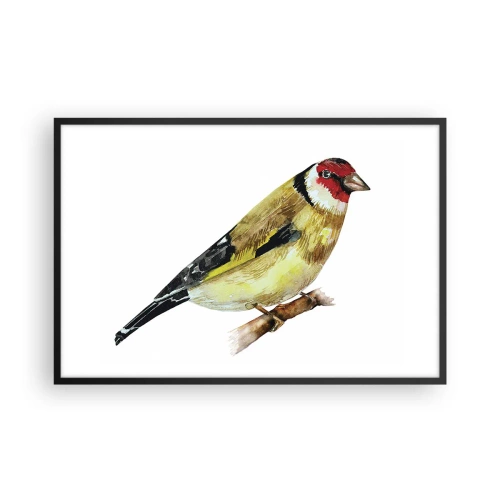 Poster in een zwarte lijst - Vogel portret - 91x61 cm