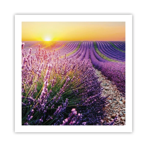 Poster - Geurige korenvelden - 60x60 cm