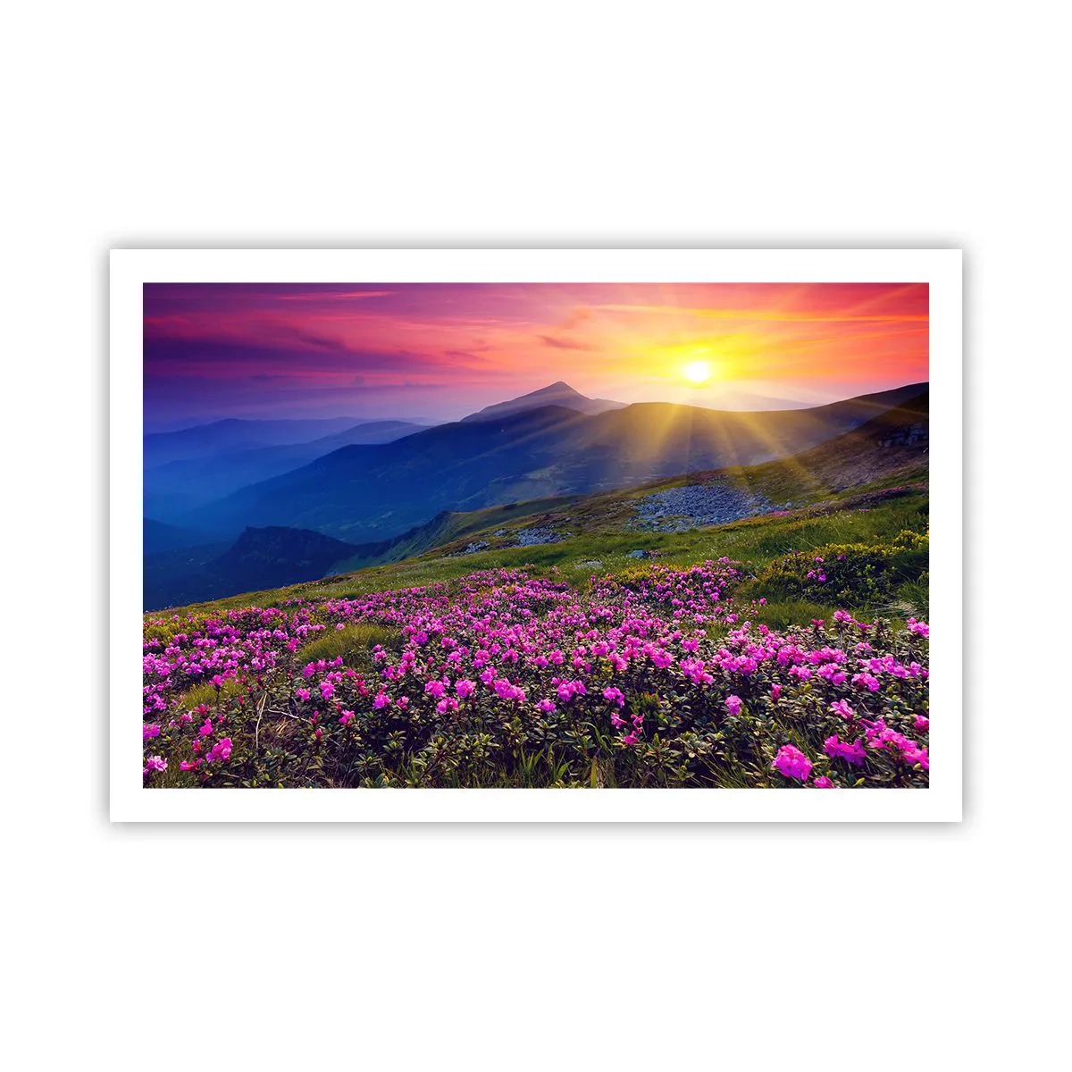 Poster - … En eromheen ruikt het naar bergdennen en de geur van kruiden - 91x61 cm