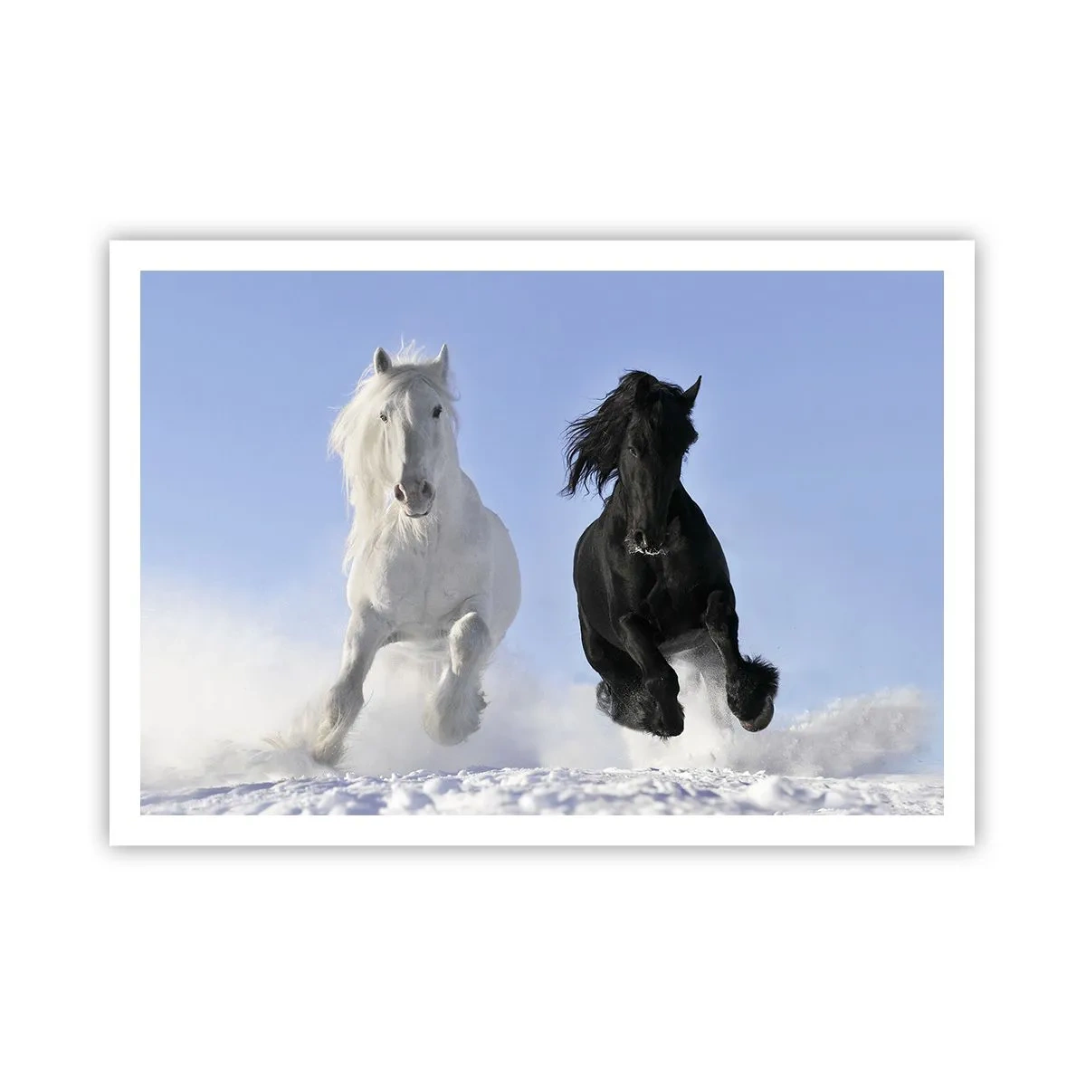 Poster - Zwart-wit galop - 100x70 cm