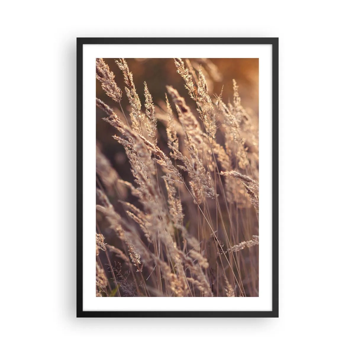 Poster in een zwarte lijst - Gouden aren van gras verlicht door de zonnestralen - 50x70cm - Klaar om de herfst te verwelkomen - Moderne wanddecoratie voor woonkamer en slaapkamer ARTTOR