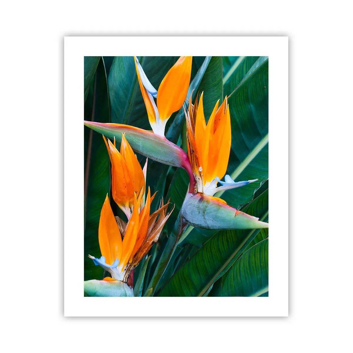 Poster - Is het een bloem of is het een vogel? - 40x50 cm
