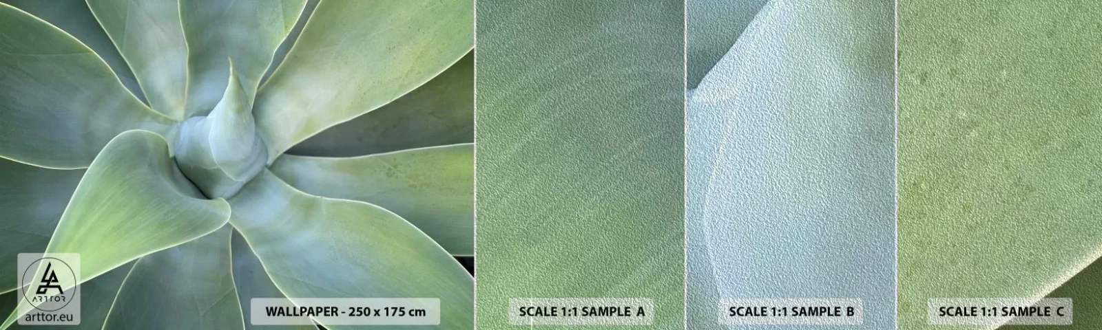 Fotobehang Monster Premium Sand - De geboorte van groen - Sappig, Agave, Plantkunde - 100x30 cm