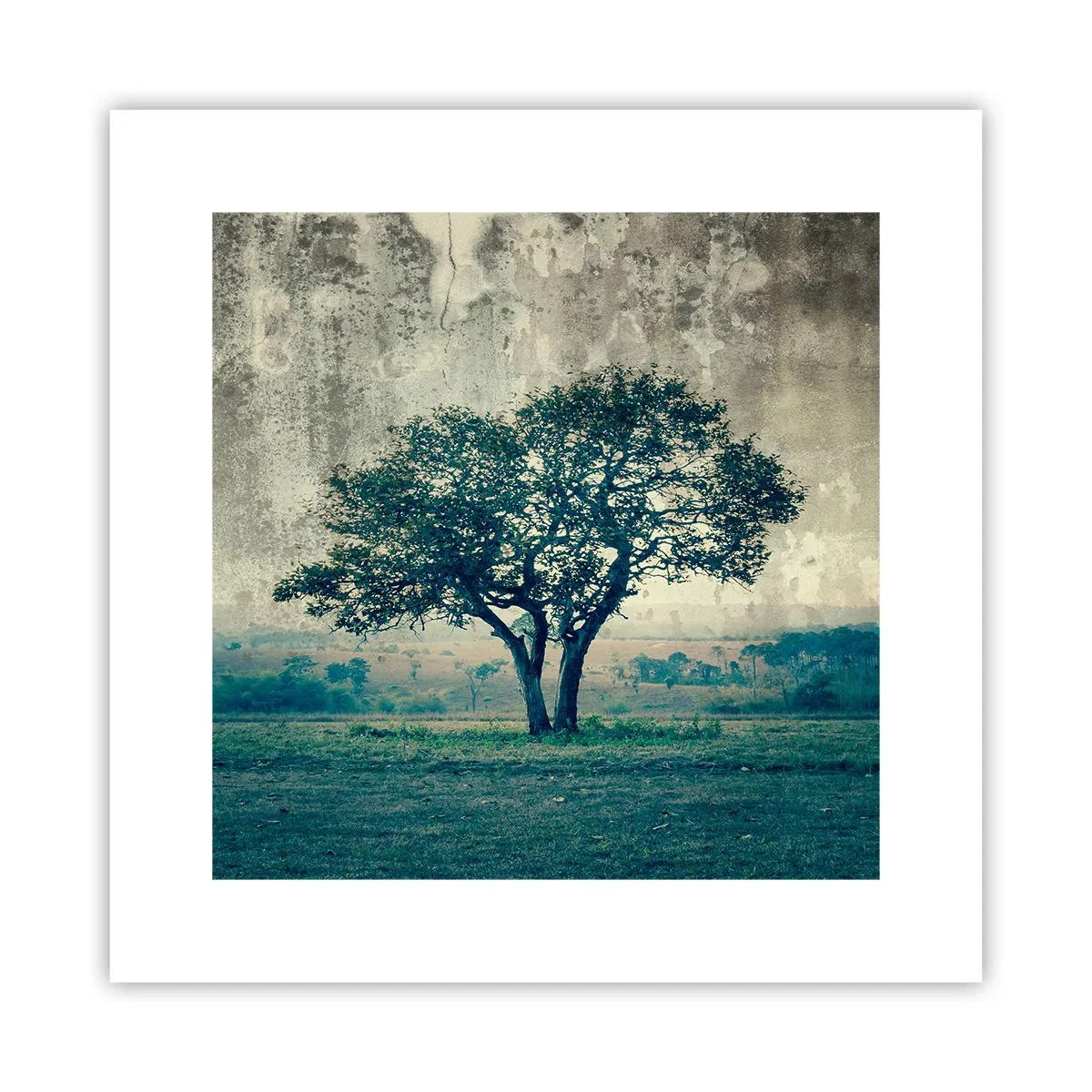 Poster - Een appelboom op een blauw veld? - 30x30 cm