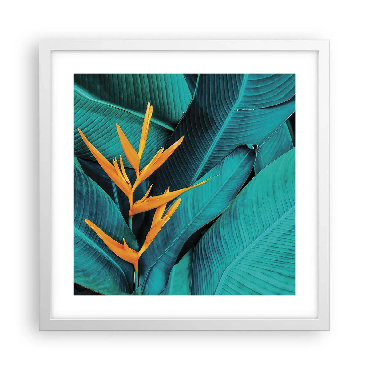 Poster in een witte lijst - Eden bloem - 40x40 cm