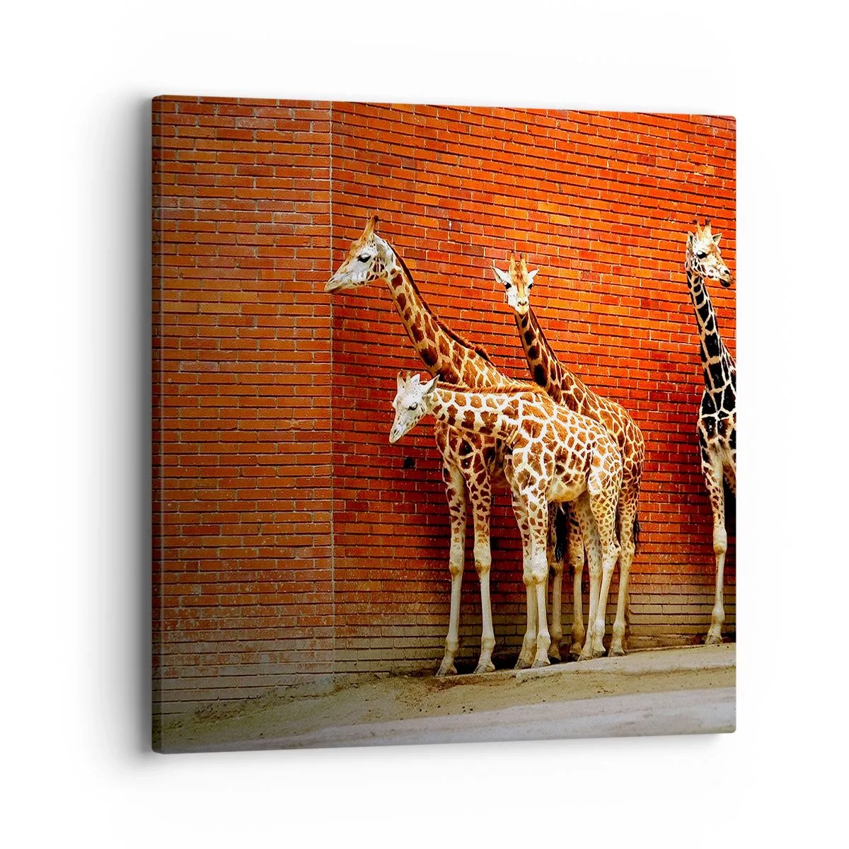 Schilderen op canvas - Zie je acacia? - 40x40 cm