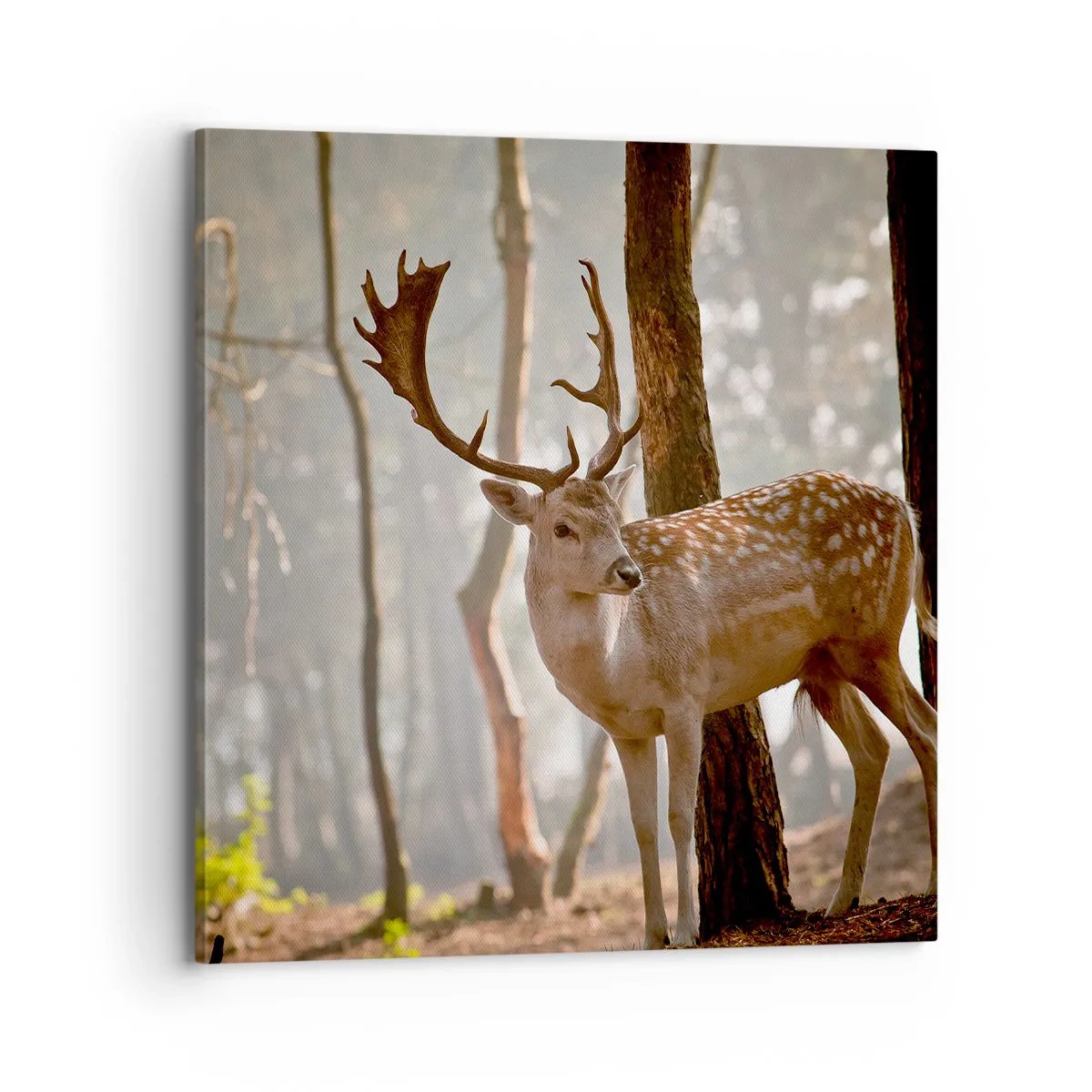 Schilderen op canvas - Het licht van de jeugd - 70x70 cm