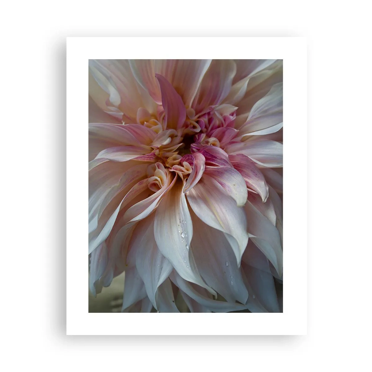 Poster - Bloeiende frisheid - 40x50 cm