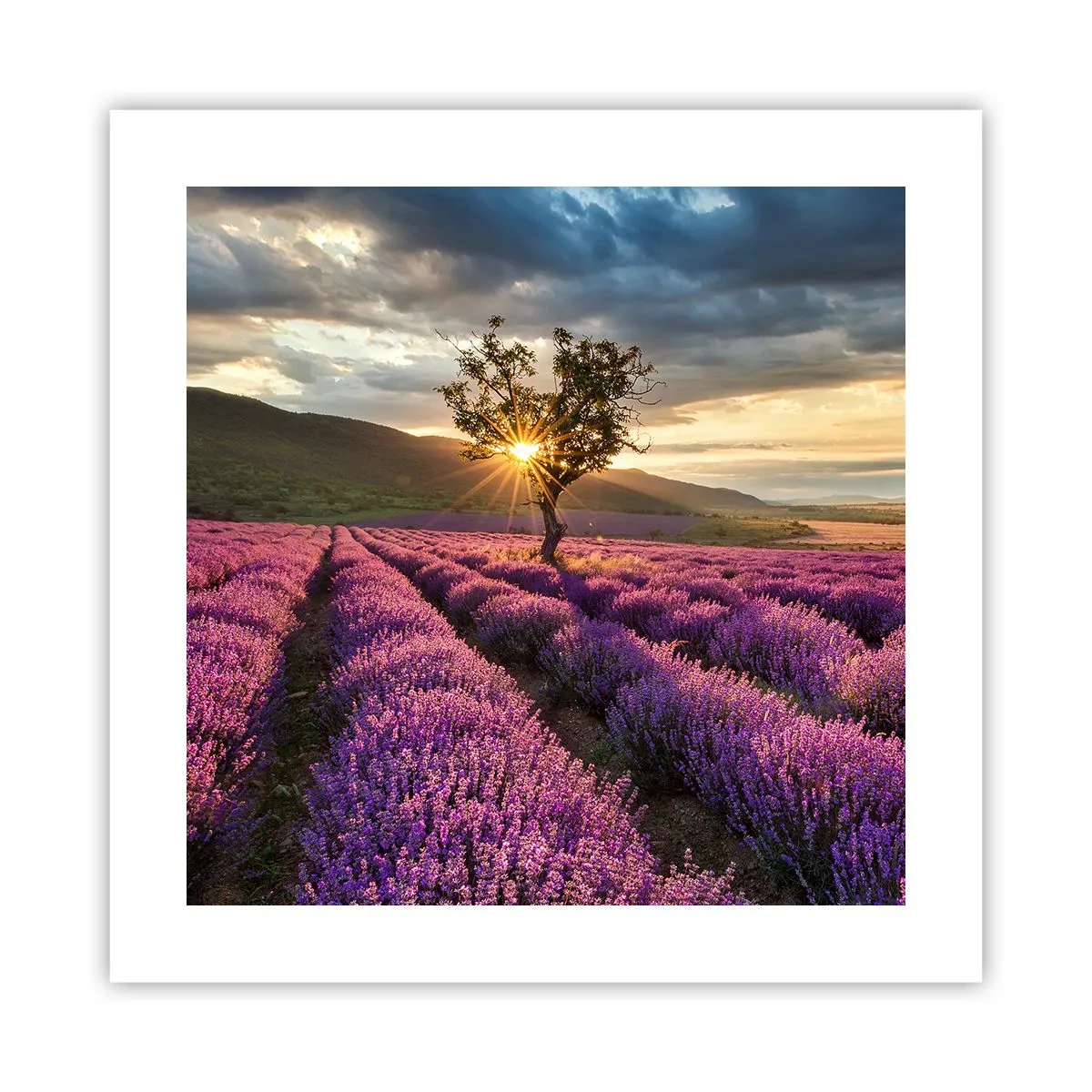Poster - Lila gekleurd aroma - 40x40 cm