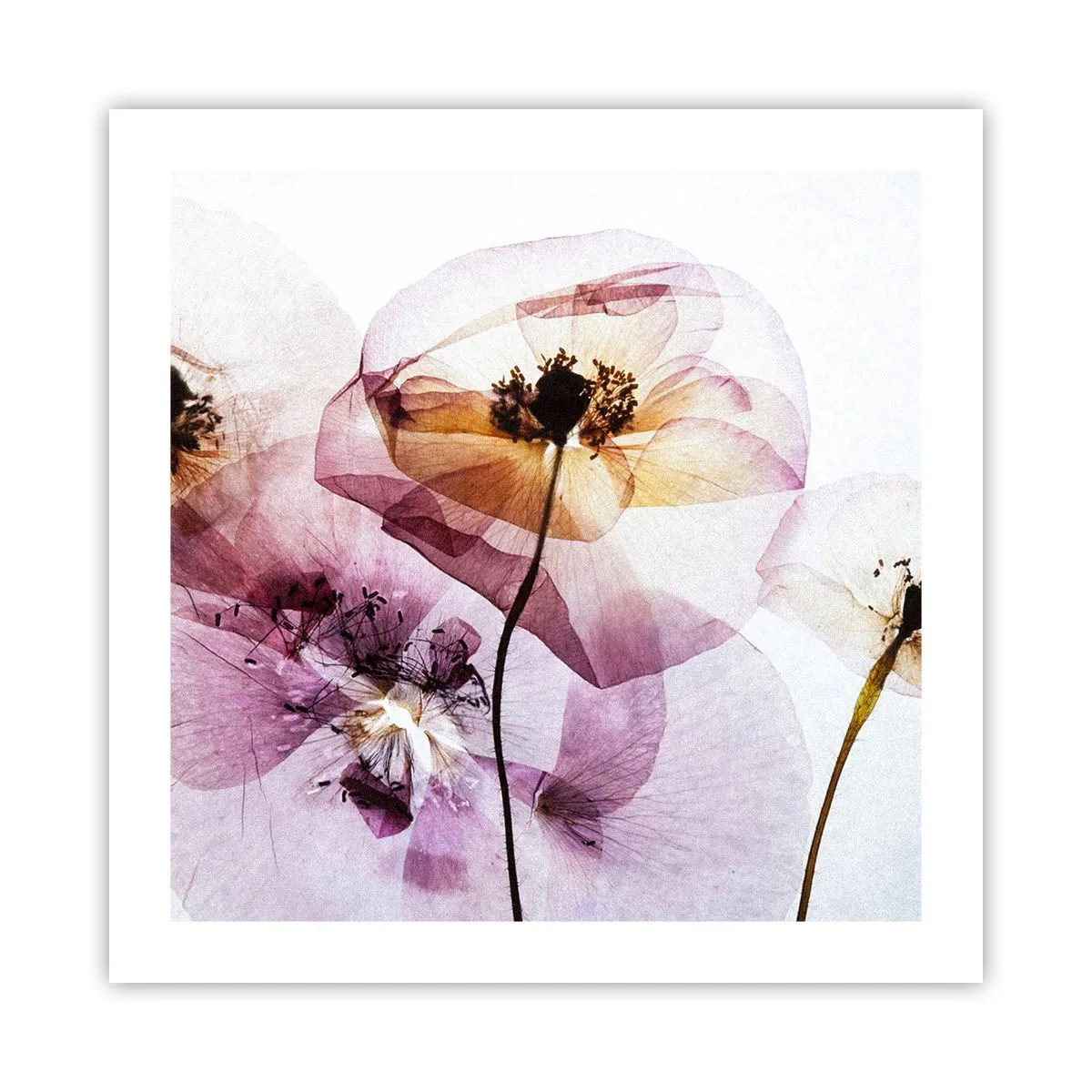 Poster - Transparante lichaamsbloemen - 50x50 cm