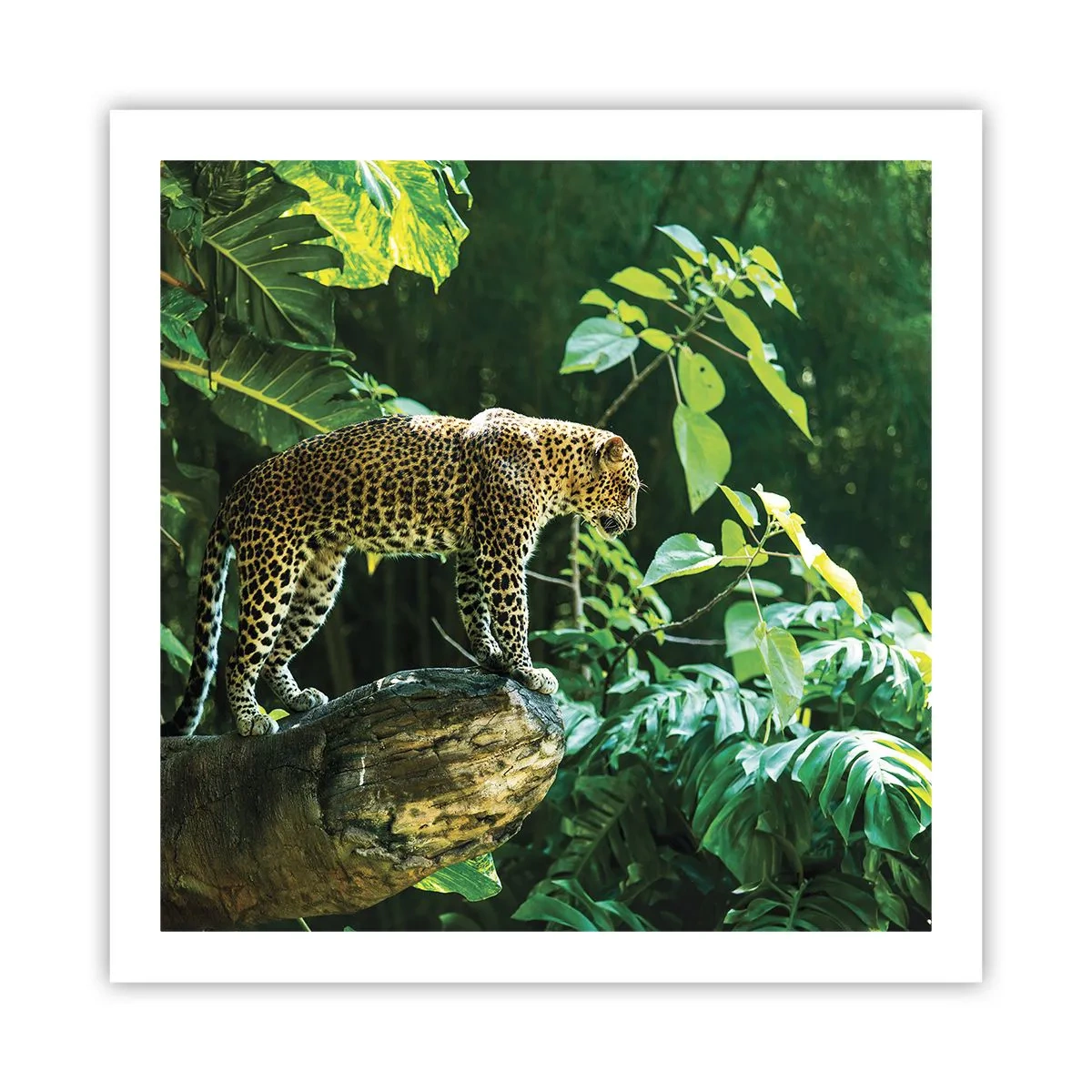 Poster - Op jacht? - 60x60 cm