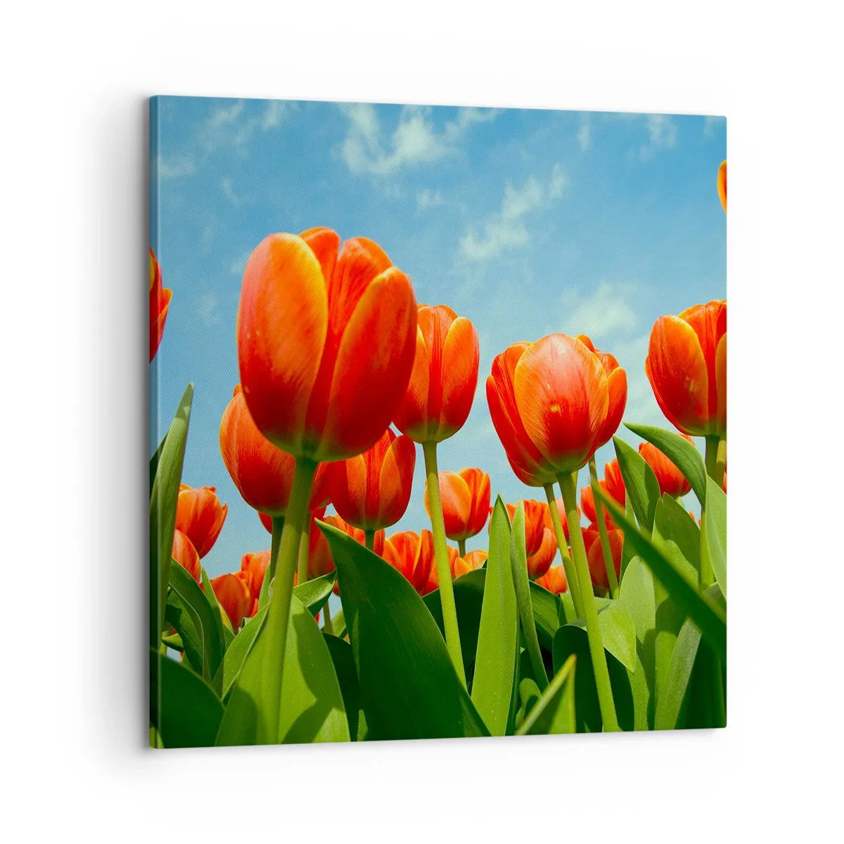 Schilderen op canvas - Afgezien van de blauwe lucht hebben ze niets nodig in hun leven - 60x60 cm