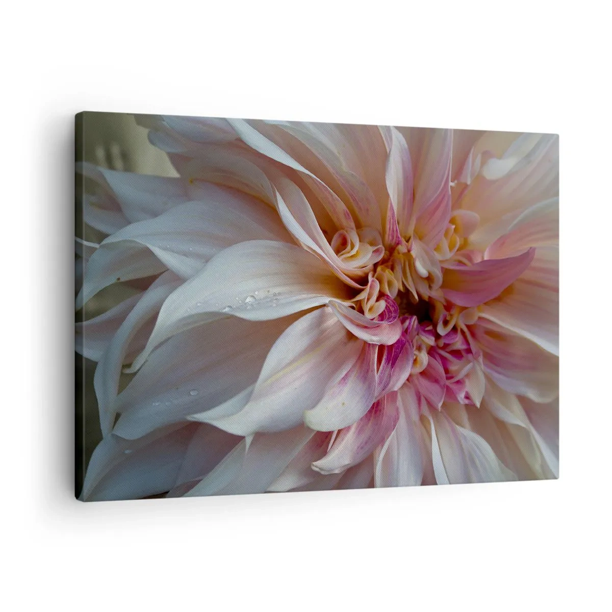 Schilderen op canvas - Close-up van delicate roze bloemblaadjes met waterdruppels - 70x50cm - Bloeiende frisheid - Moderne wanddecoratie voor woonkamer en slaapkamer ARTTOR