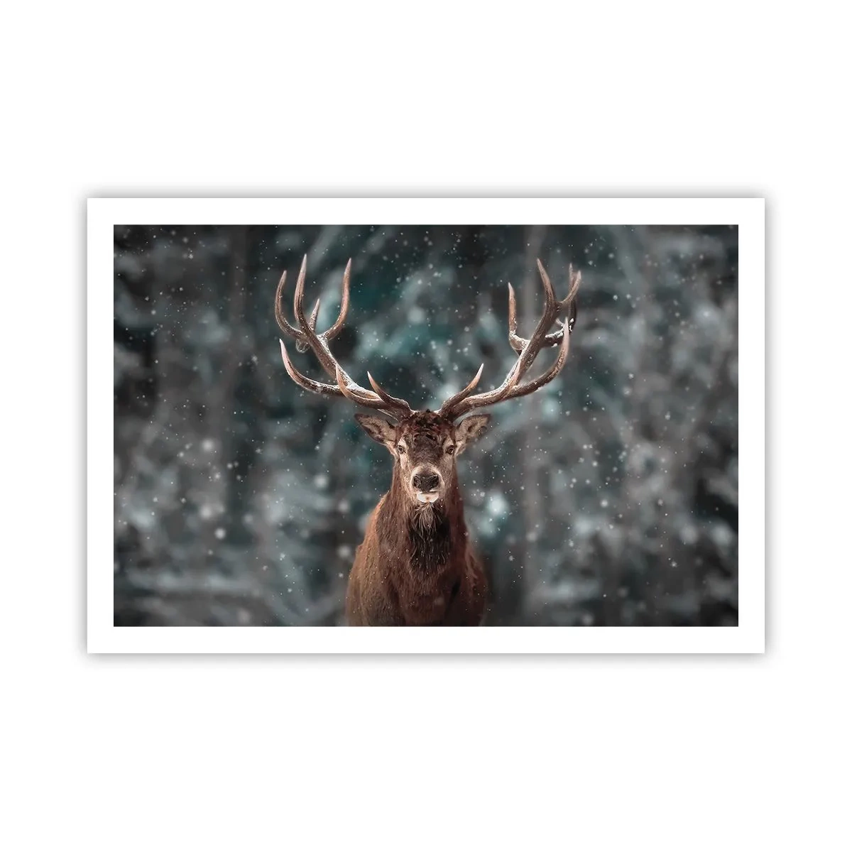 Poster - Gekroond tot koning van het bos - 91x61 cm