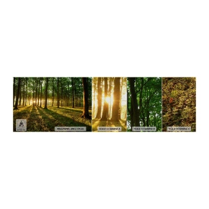 Fotobehang Monster Premium Canvas - Foto van de hele lente - Landschap, Woud, Natuur - 100x30 cm