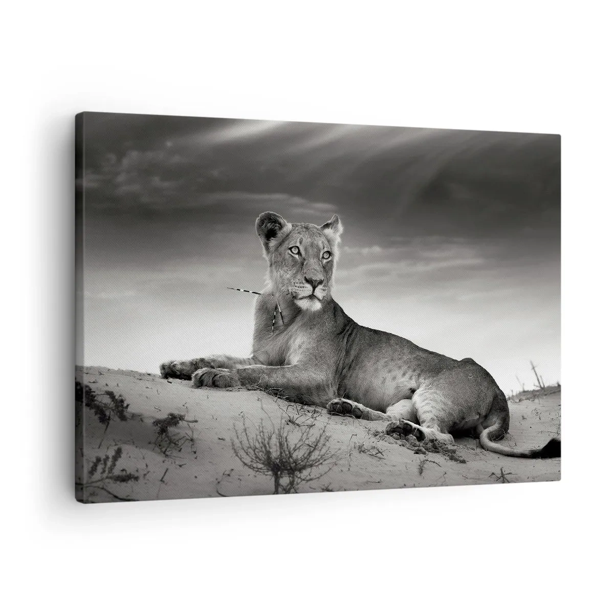 Schilderen op canvas - Zwart-witportret van een leeuwin in de savanne - 70x50cm - De koningin van de woestijn rust - Moderne wanddecoratie voor woonkamer en slaapkamer ARTTOR