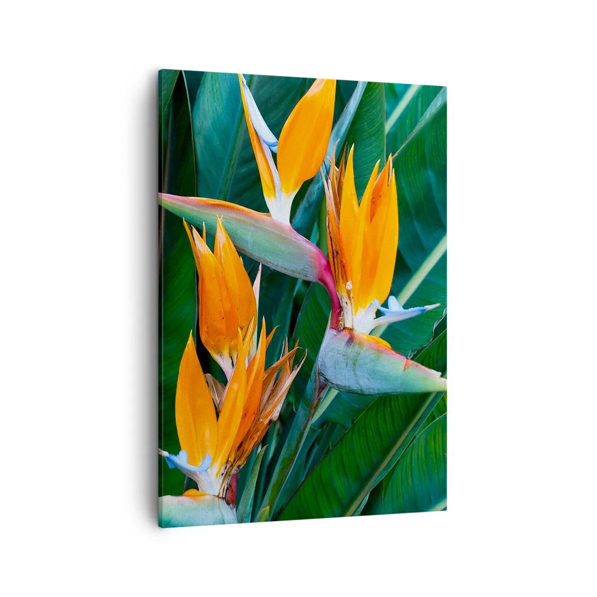 Schilderen op canvas - Is het een bloem of is het een vogel? - 50x70 cm