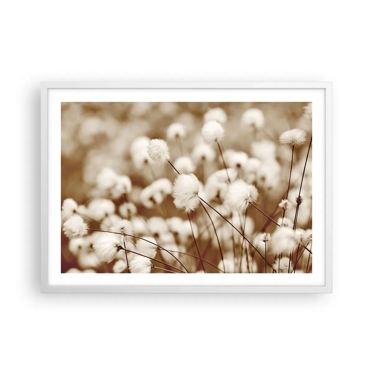 Poster in een witte lijst - Pluizig korenveld - 70x50 cm