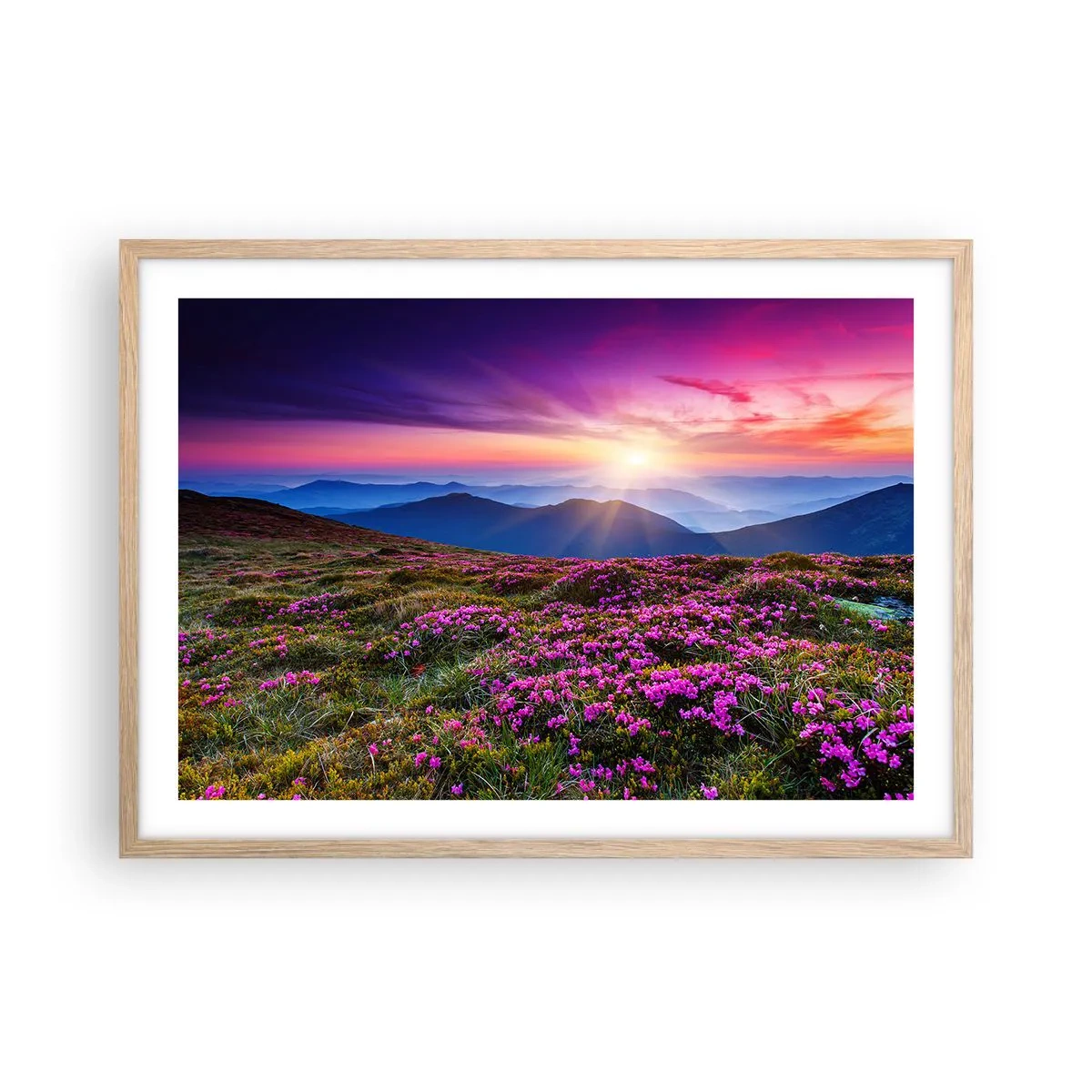 Een poster in een licht eiken lijst - Kruiden roken naar verse trossen van de velden - 70x50 cm