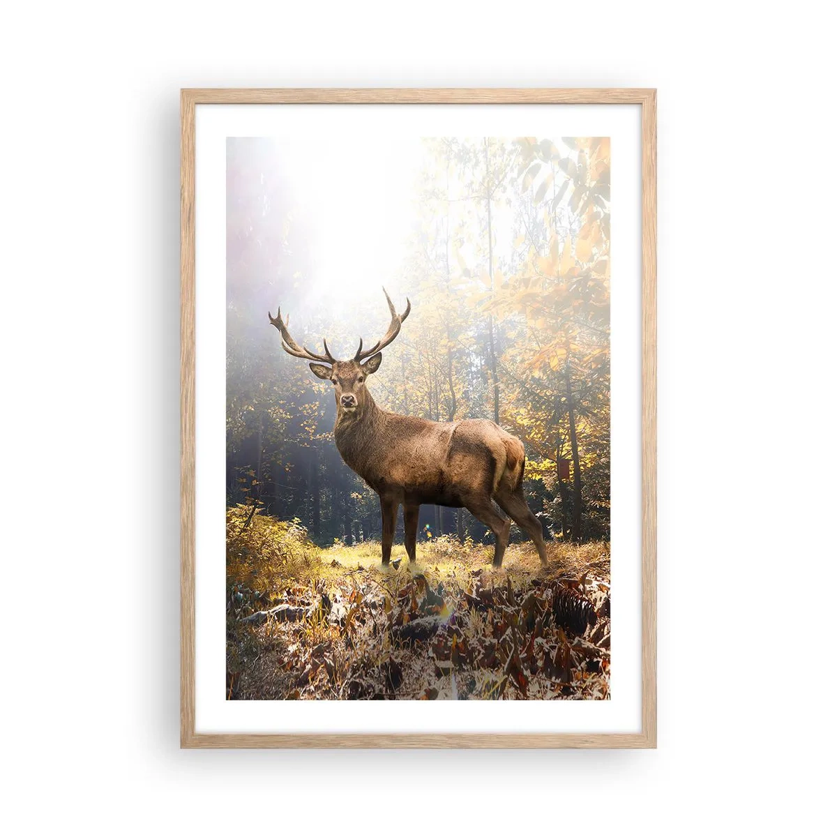 Een poster in een licht eiken lijst - In volle majesteit - 50x70 cm
