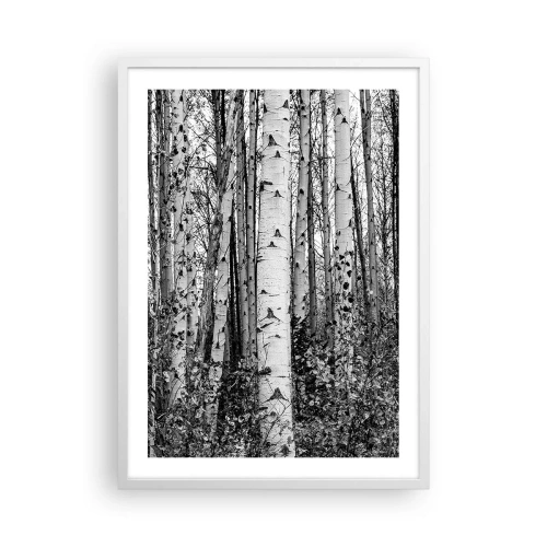 Poster in een witte lijst - Berken colonnade - 50x70 cm