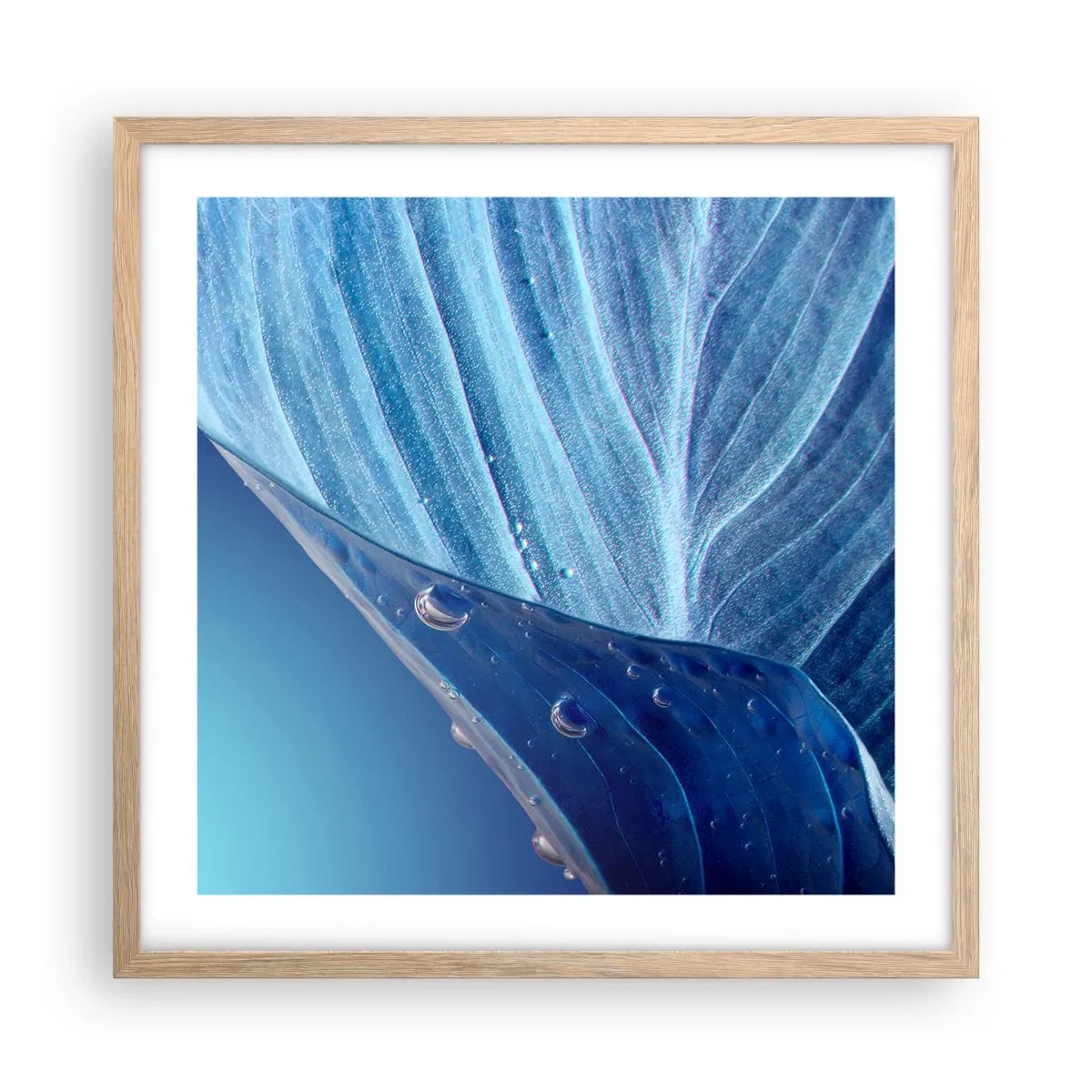 Een poster in een licht eiken lijst - Verborgen druppels blauw - 50x50 cm