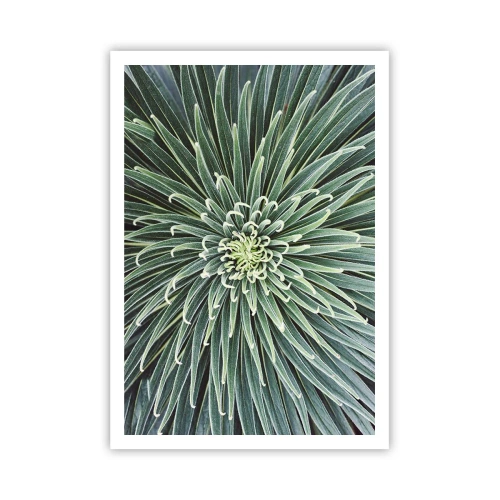 Poster - Een ster is geboren - 70x100 cm