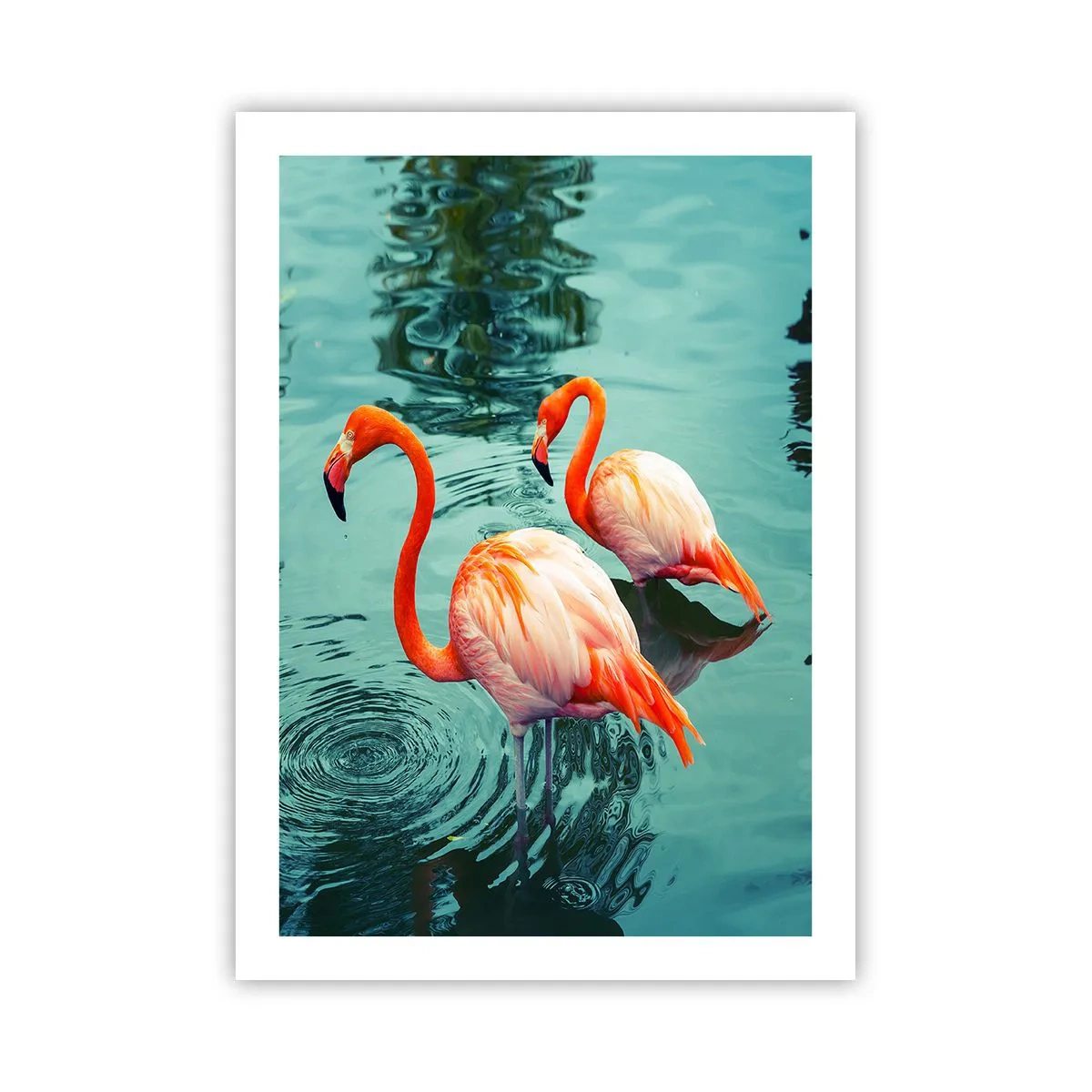 Poster - We zijn nu in de mode - 50x70 cm