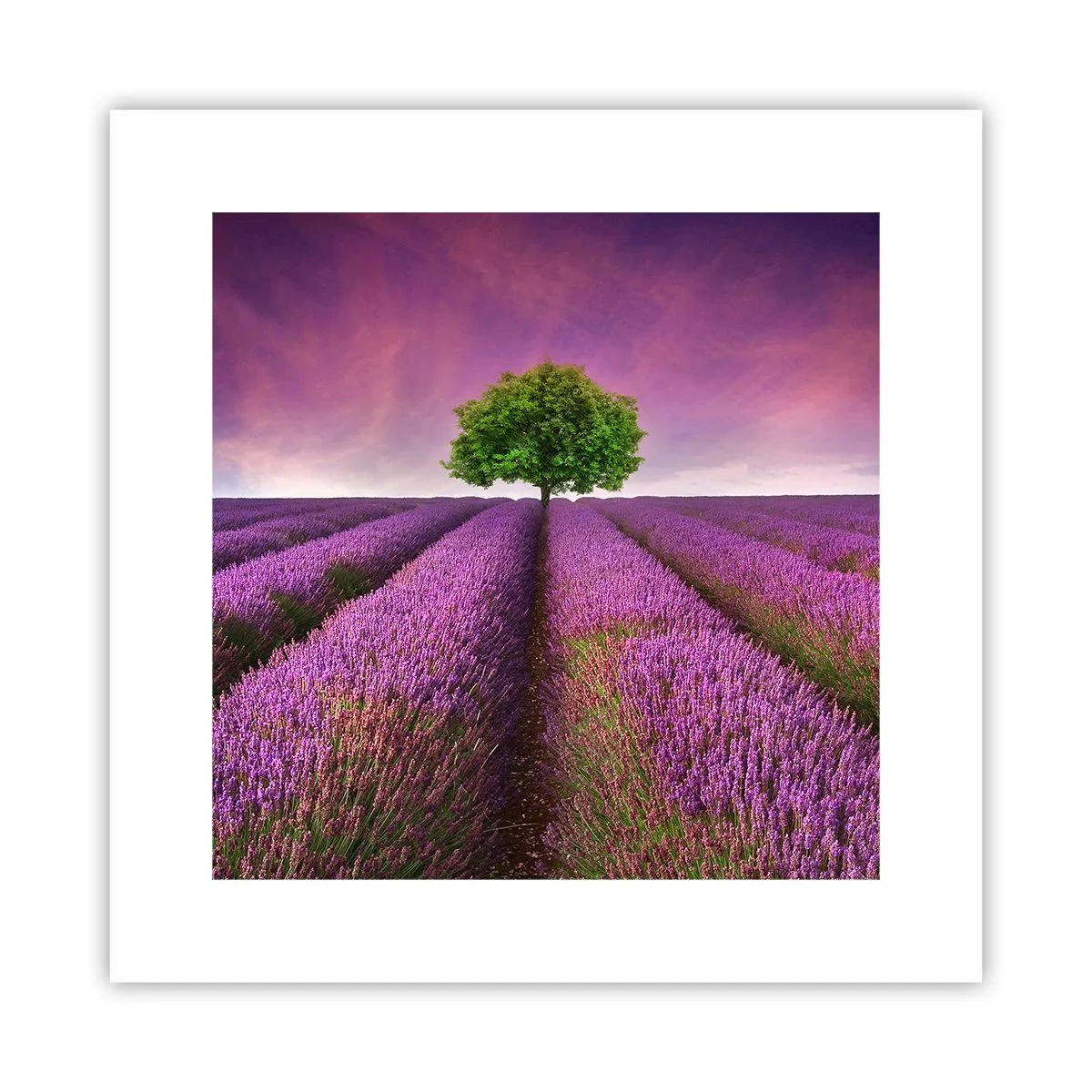 Poster - Op lavendelvelden - 30x30 cm