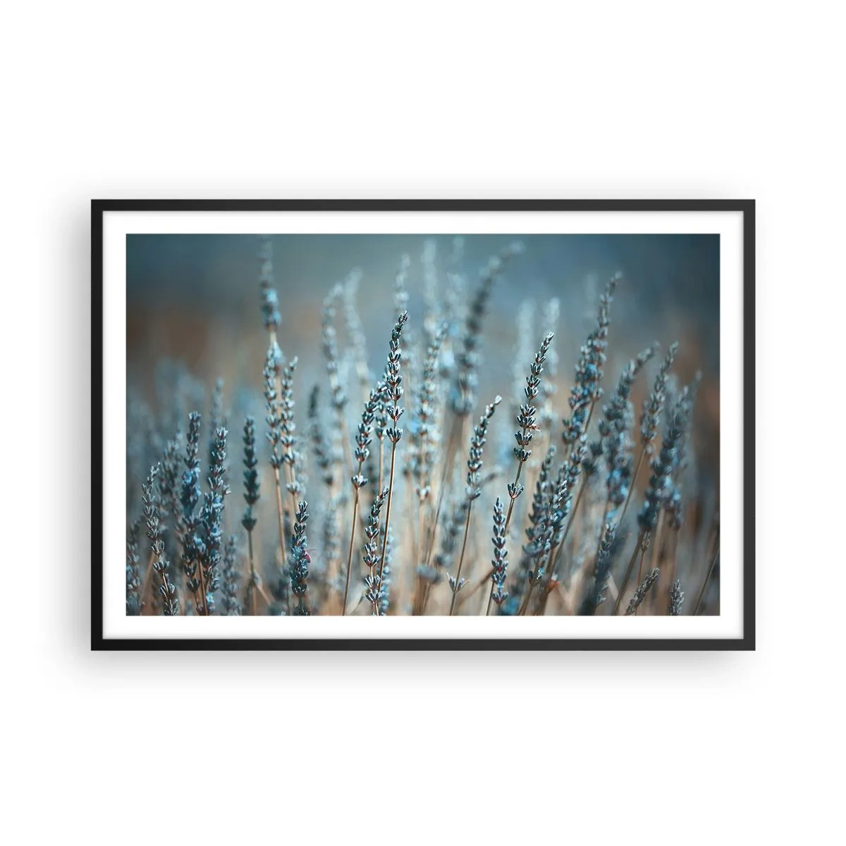 Poster in een zwarte lijst - Geurig korenveld - 91x61 cm