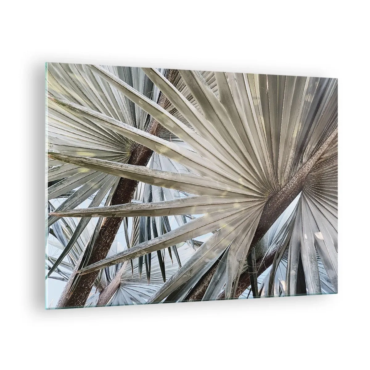 Schilderen op glas - Palmbladeren in helder daglicht - 70x50cm - Fans in de tropen - Moderne wanddecoratie voor woonkamer en slaapkamer ARTTOR