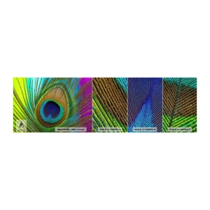 Fotobehang Monster Premium Canvas - Oog in oog - Abstractie, Pauwenveer, Deel - 100x30 cm