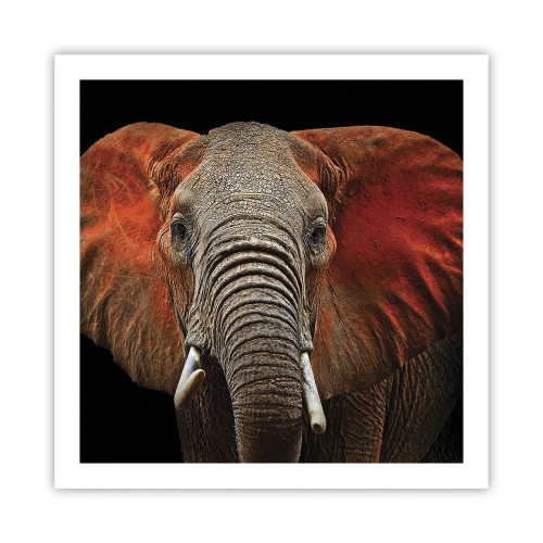 Poster - Ik ben wild, en jij? - 60x60 cm