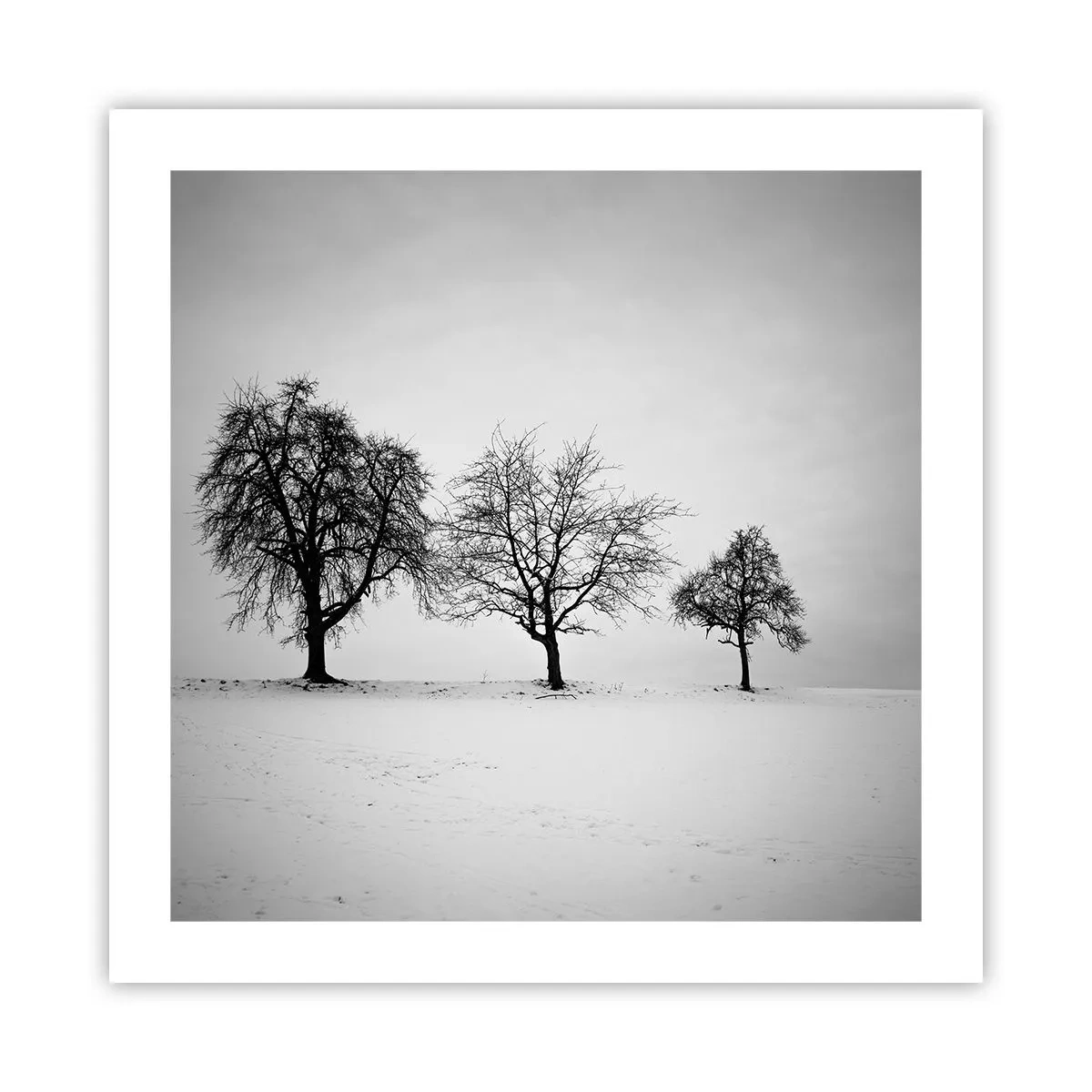 Poster - Waar dromen ze over? - 50x50 cm