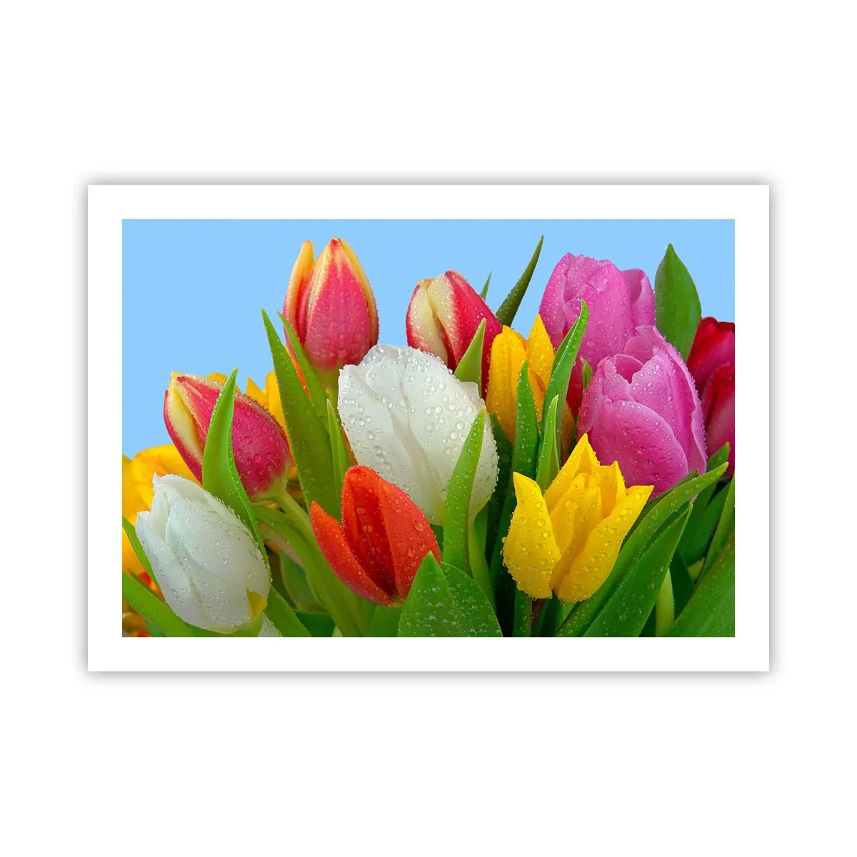 Poster - Een bloemenregenboog in dauwdruppels - 70x50 cm